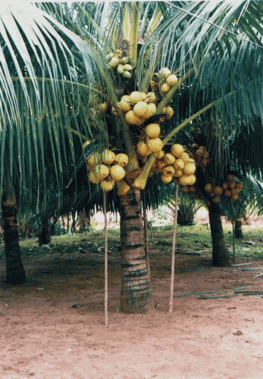 Coconut Tree, Photo: nifor.org