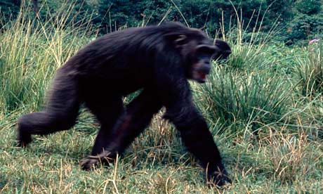 Chimpanzee used to illustrate the story (Photo courtesy: Guardian UK)