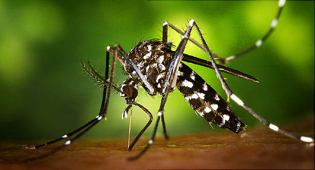 Mosquito used to illustrate the story. Photo: WebMD