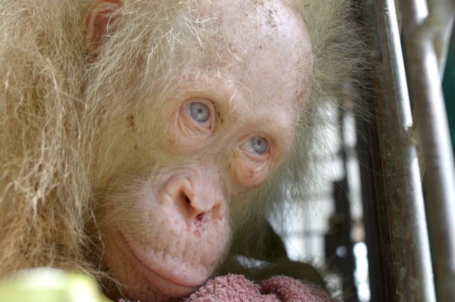 Rare albino orangutan rescued in Indonesia [Photo: BBC.com]