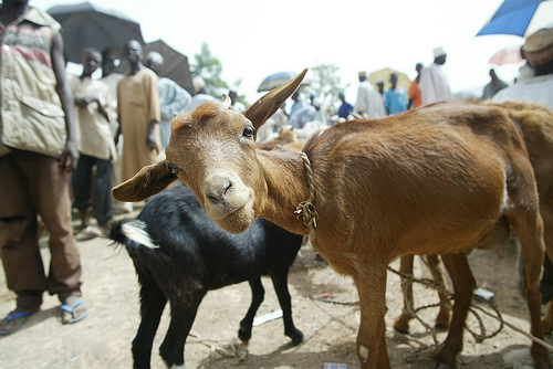 Picture of a goat used to illustrate the story [Photo: PM News Nigeria]