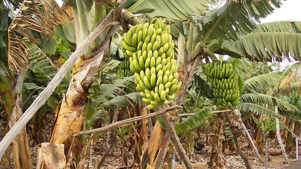 Banana Plantation [photo credit: AgroNigeria]