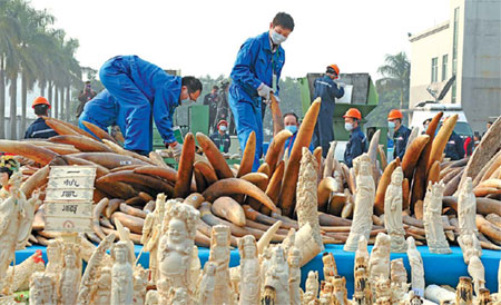Elephant tusks used to illustrate the story [Photo credit: China Daily]