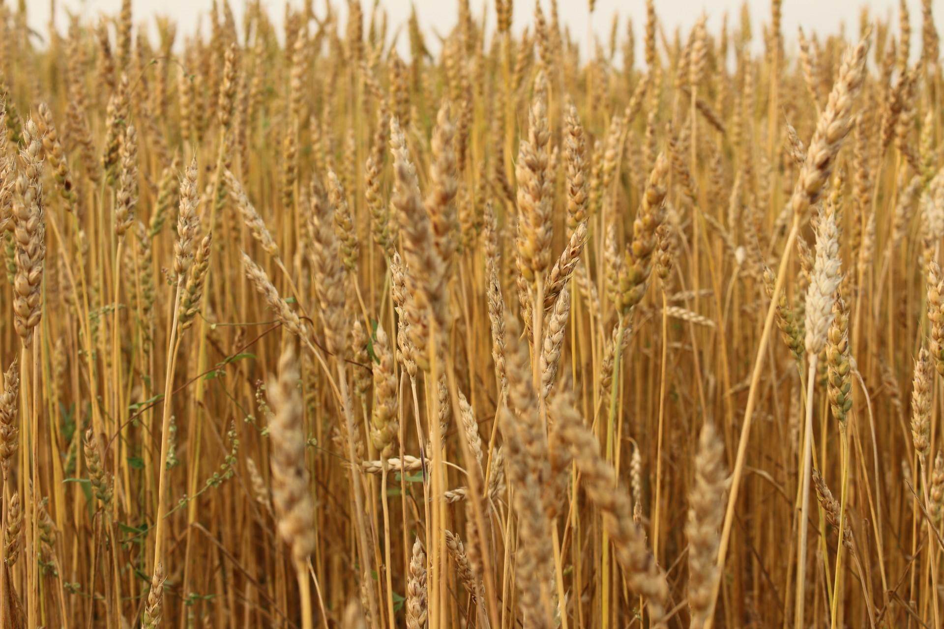 A wheat farm used to illustrate the story