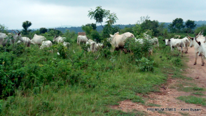 Cattle graving on a portion of the expanse