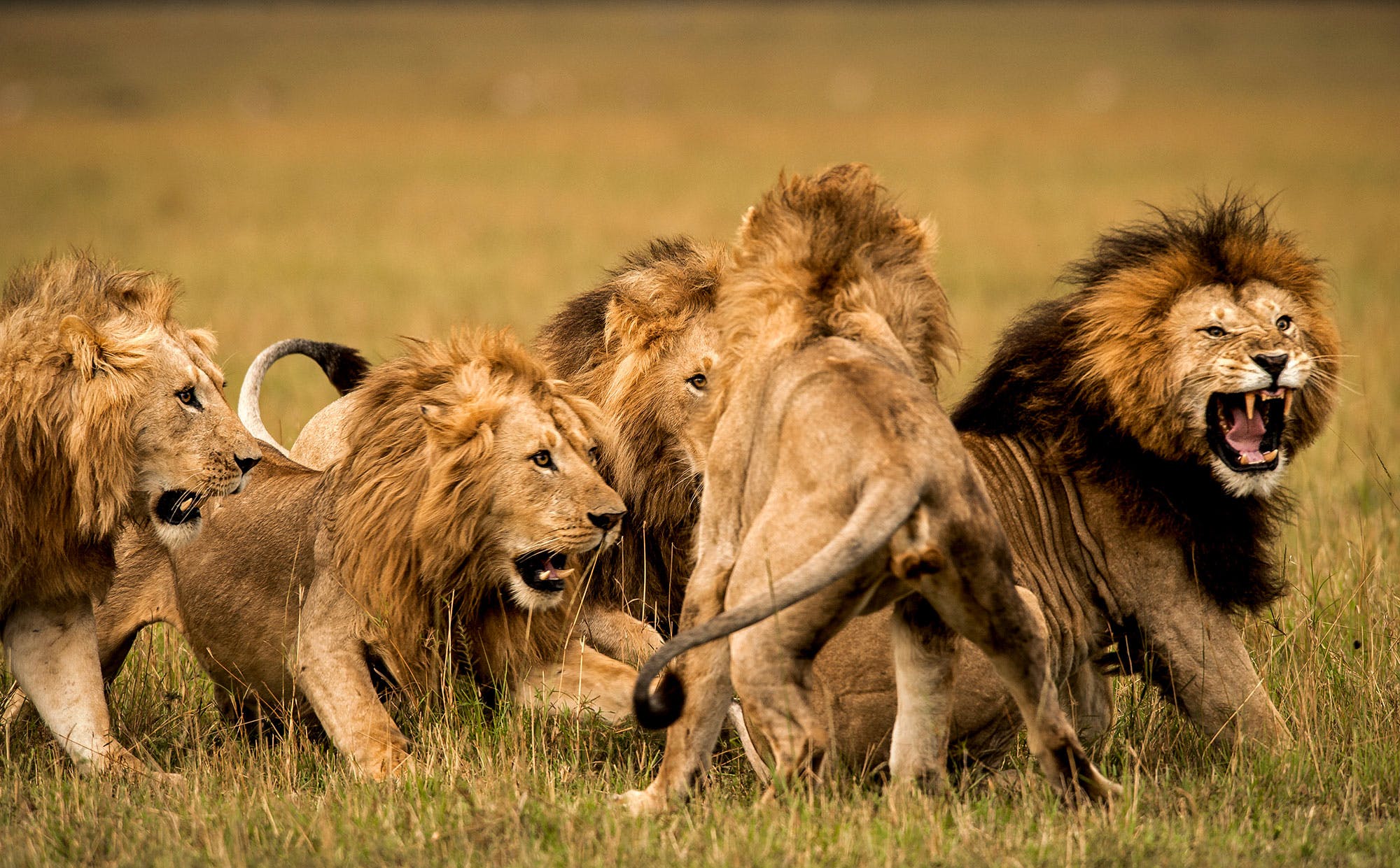 A pride of lions [Photo: Animal Care Fund]