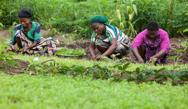 Women are cultivating water leaves in Esin Ufot, Akwa Ibom State, Nigeria, on May 12th, 2014.