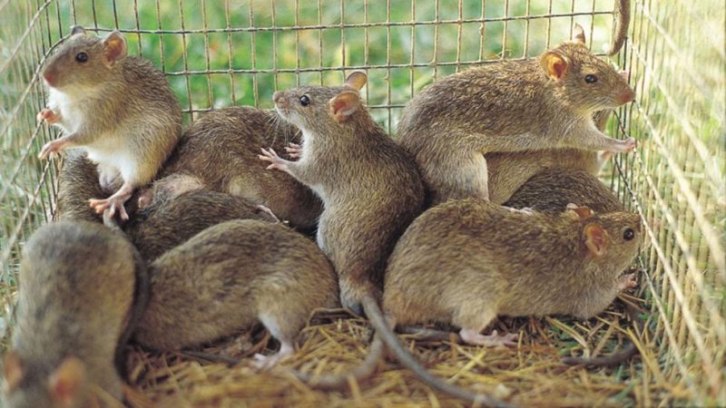 Rats used to illustrate the story. [PHOTO CREDIT: BBC]