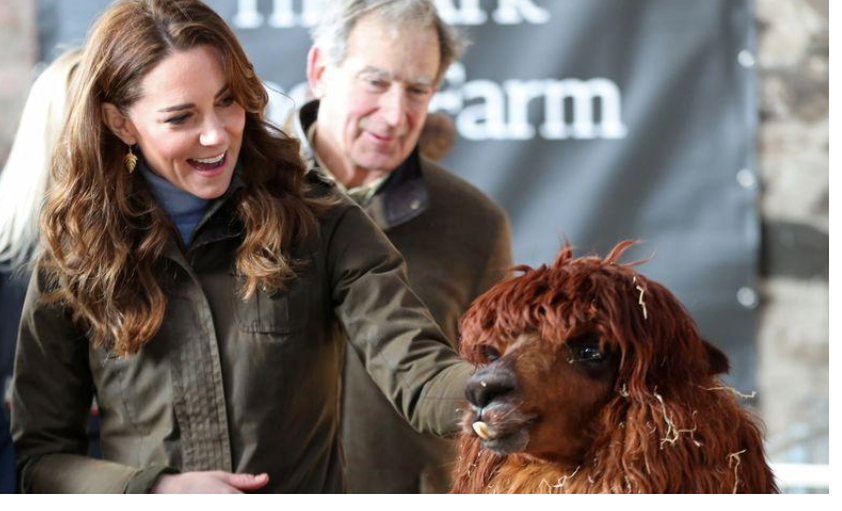 Britain's Catherine, Duchess of Cambridge, looks at an alpaca as she visits the Ark Open Farm in Newtownards, Northern Ireland February 12, 2020. Chris Jackson/Pool via REUTERS