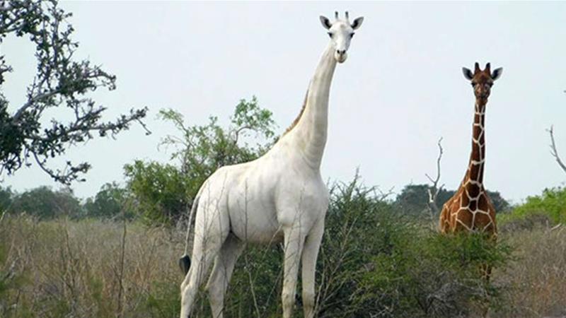 The white giraffe was discovered in 2017, the first of its kind.