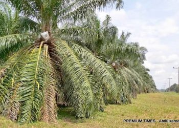 Oil palm plantation at NIFOR
