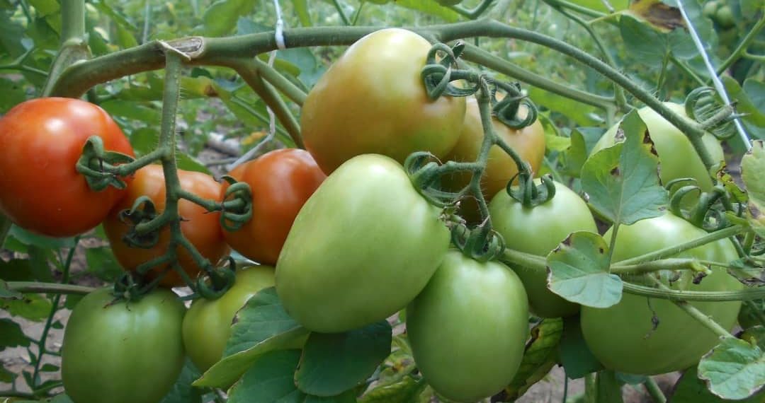Tomatoes grown in a greenhouse farm