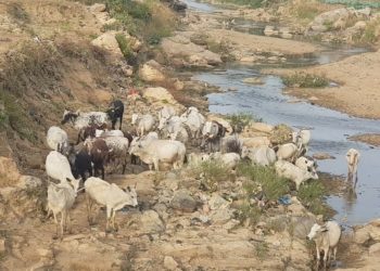 Cattle rearer in Jos town