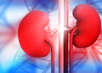 Human kidney (PHOTO CREDIT: National Kidney Foundation)