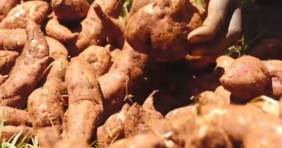 Orange-fleshed Sweet Potato Roots (PHOTO CREDIT: PREMIUM TIMES)