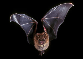 FILE: Photo of a bat used to illustrate the story. [PHOTO: Encyclopedia Britannica]
