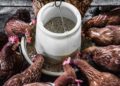 Chicken feeding on poultry feed (PHOTO CREDIT: Poultry Facts)