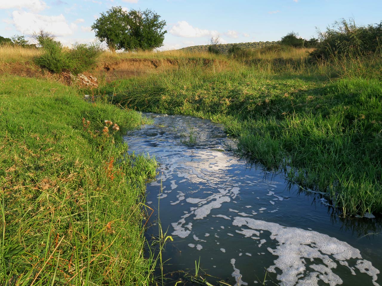The stream of effluent runoff, which smells strongly of sewage, flows from Winburg’s failing wastewater treatment works to the dam from which the town’s drinking water is extracted.