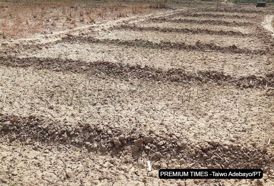 Aridity affects farmland in Goronyo as crops refuse to grow. [Photo Credit: Taiwo Adebayo/PT]