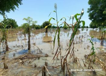 Flooding destroyed nearly harvested farmland