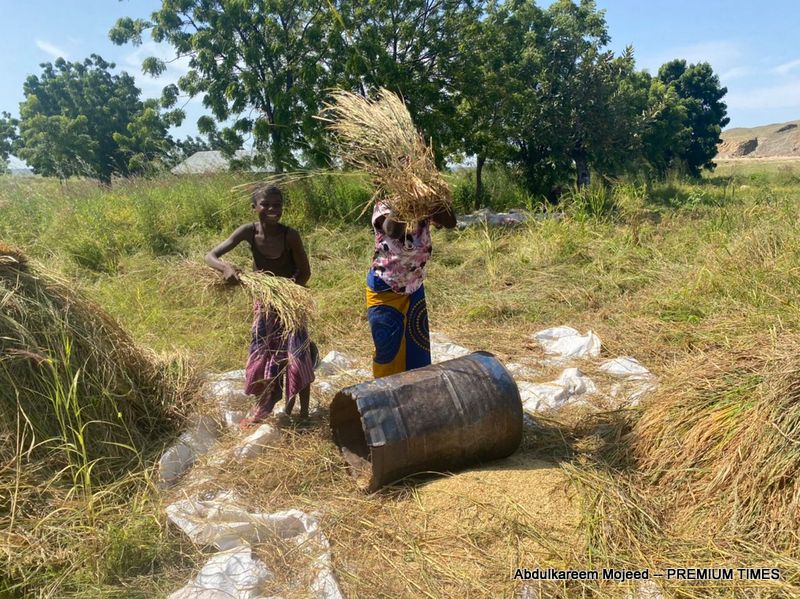 Female farmers threshing harvested rice