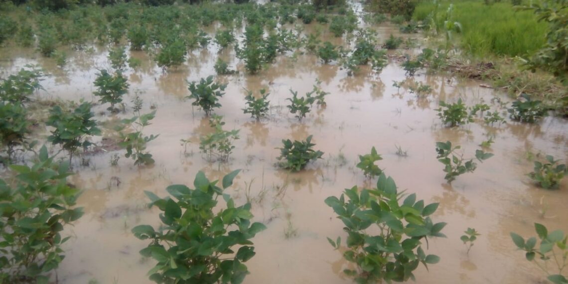 Flooded rice farmland in Tafawa Balewa