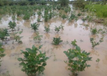 Flooded rice farmland in Tafawa Balewa