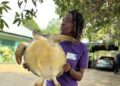 Mrs Enwongo Cleopas-Akwa holding up the rescued turtle _ Photo credit _ Enwongo Cleopas-Akwa