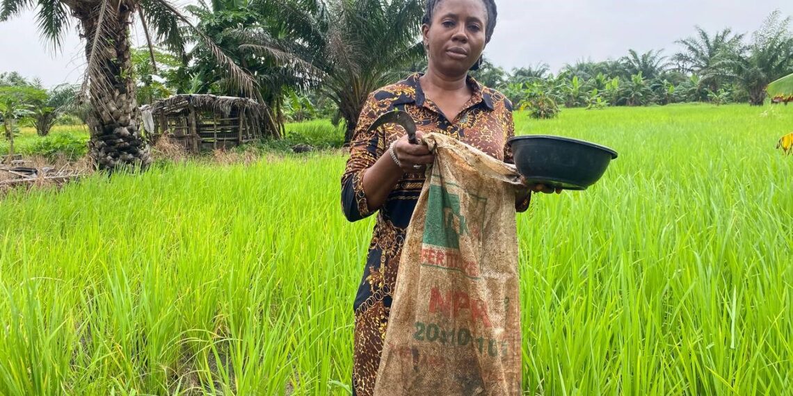Chinasa Asonye left with little NPK 20:10:10 in her rice farm and a sickle for manual harvest in Igbalu, Ikorodu Lagos.