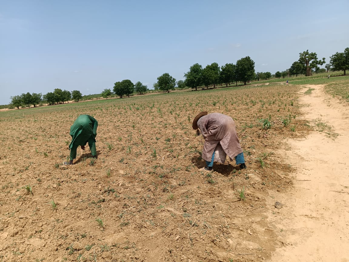 SPECIAL REPORT: Inside the failure of Nigeria’s Anchor Borrowers Programme for farmers