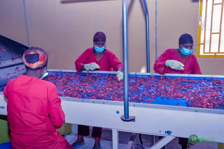 The Jigawa State Governor, Umar Namadi, has officially opened a Hibiscus processing plant