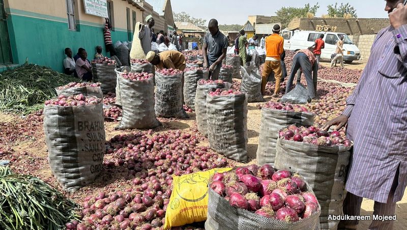 CROP HARVEST: Kano vegetable farmers commence tomato, onion harvest amidst concerns — (PHOTOS)