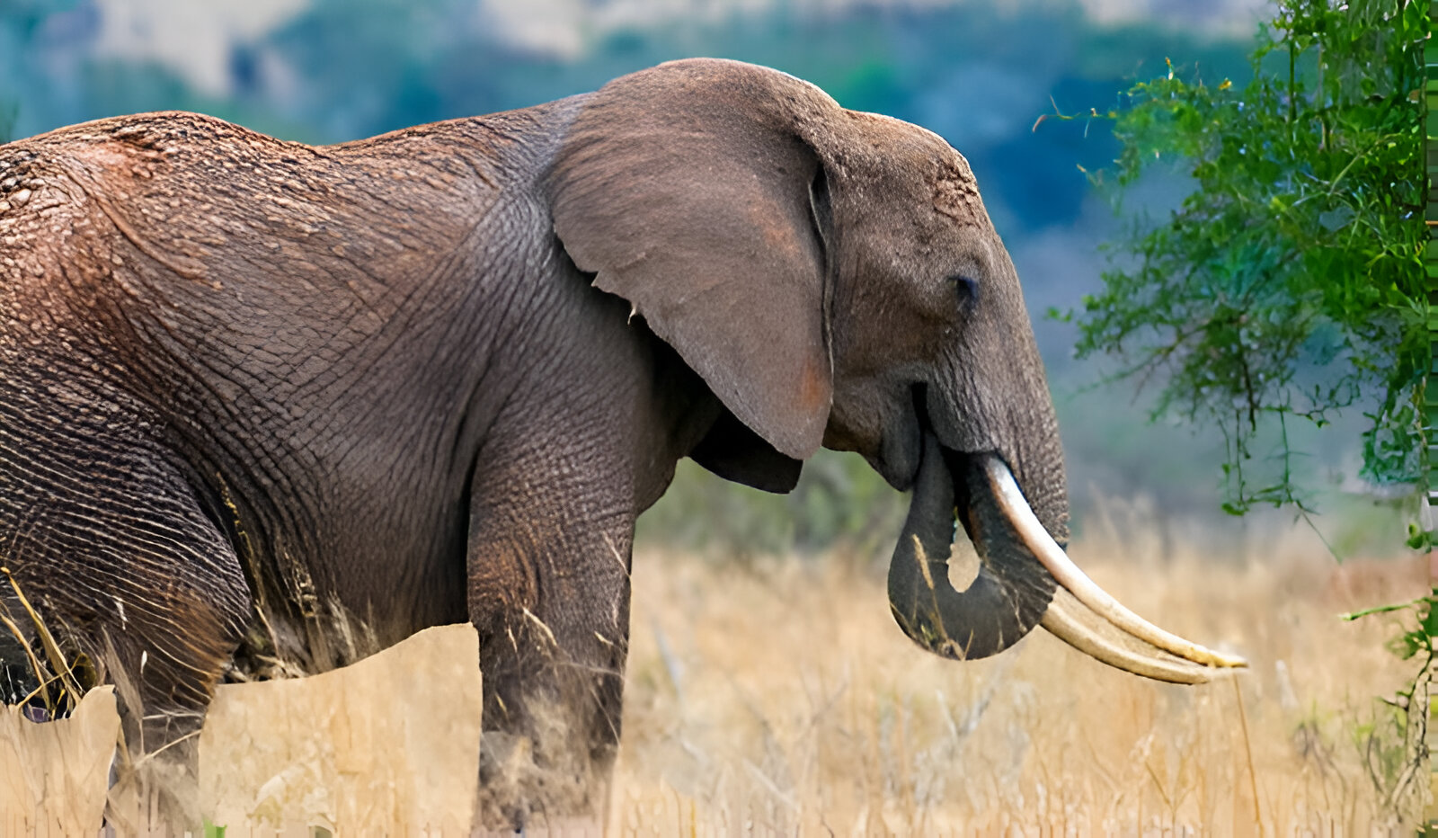 Wild elephant kills one, leaves another missing in Oyo community — Police