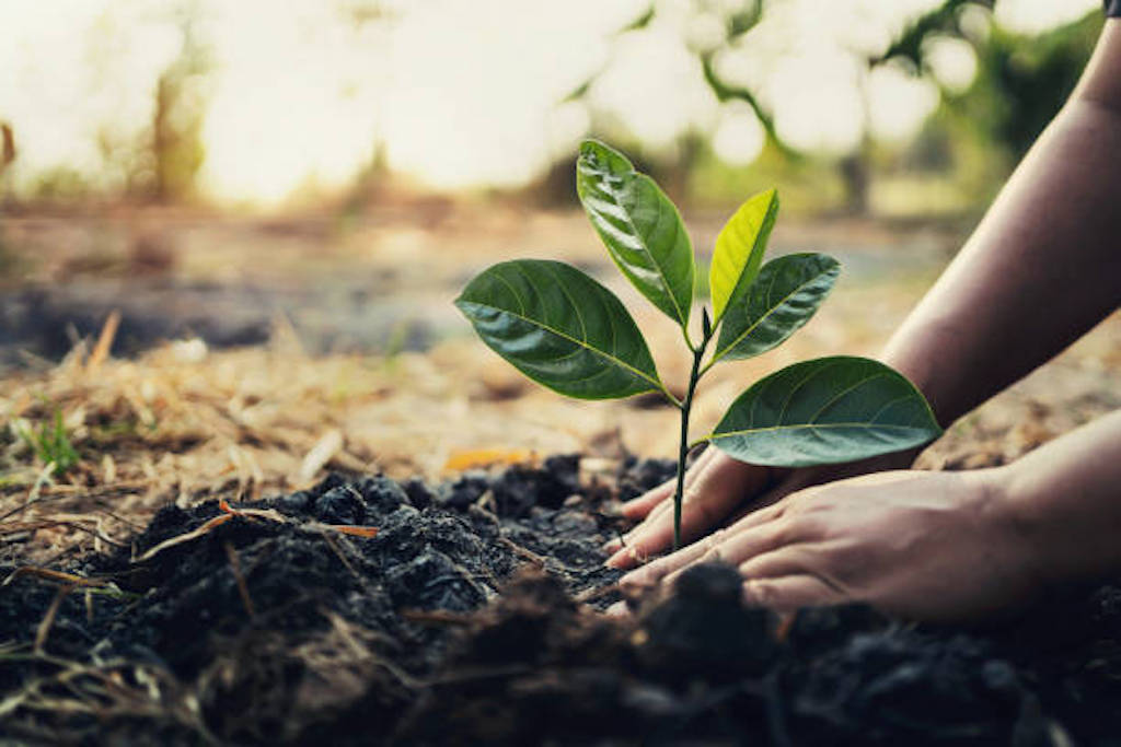 Sanwo-Olu urges Lagos residents to plant trees, says state targets 20,000 this year Sanwo-Olu urges Lagos residents to plant trees, says state targets 20,000 this year