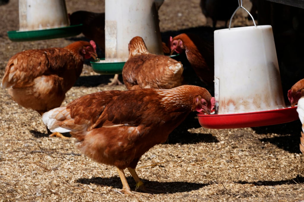Kwara government advises residents over bird flu outbreak