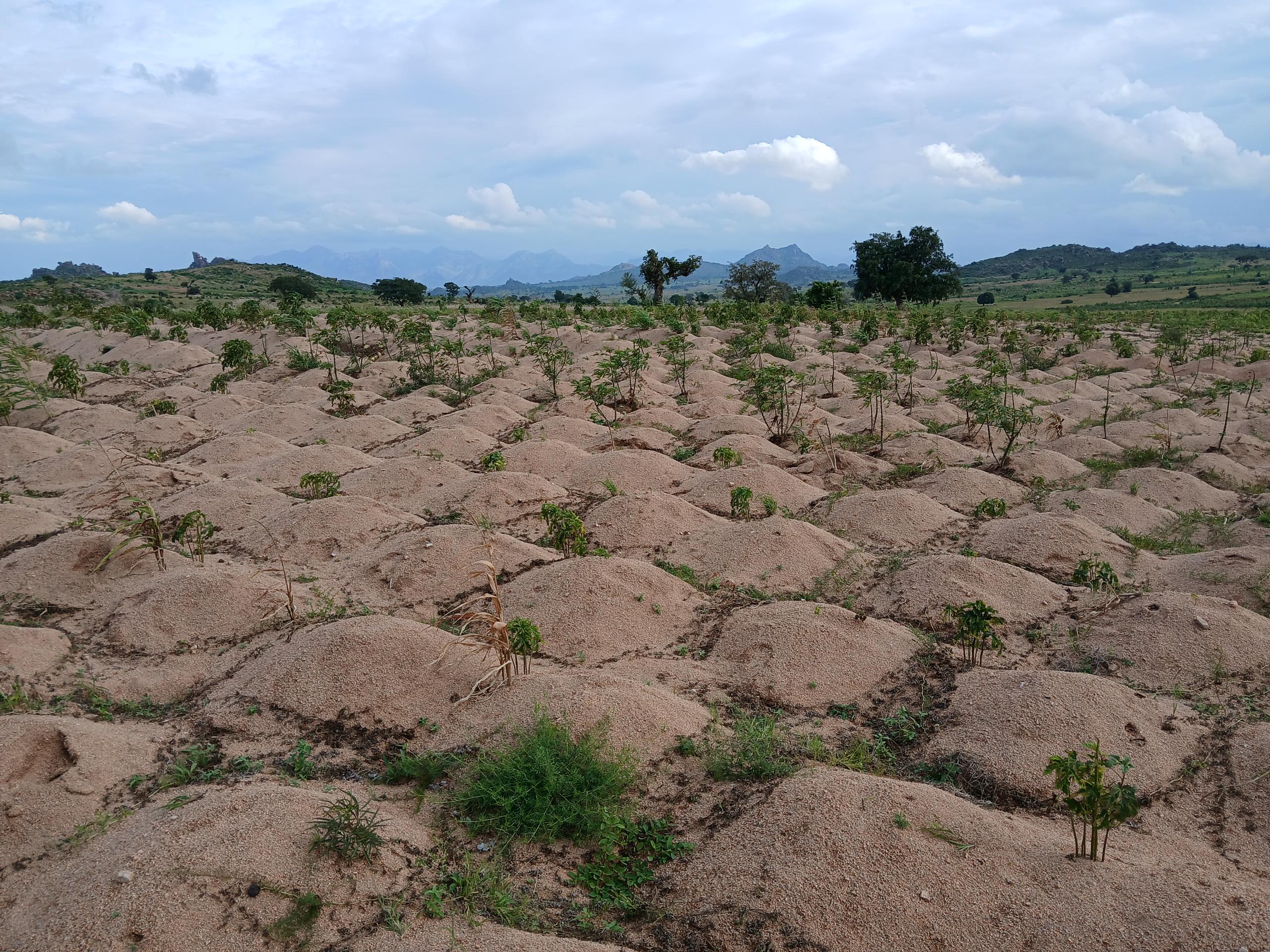 Climate change-induced heatwaves devastate Taraba yam farmers, others - Premium Times Nigeria