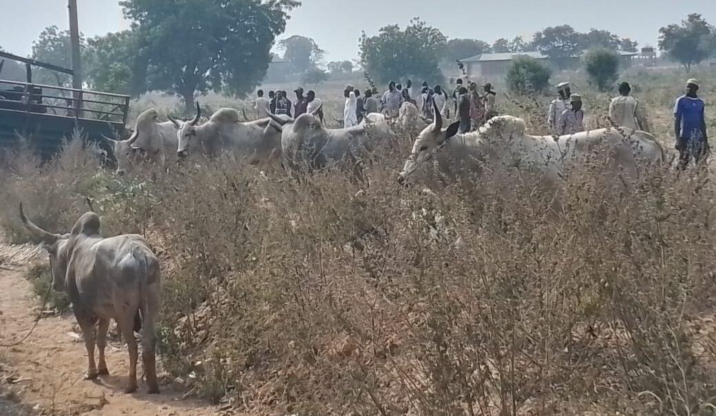 Cattle destroy farm in Abia community, herders’ whereabouts unknown