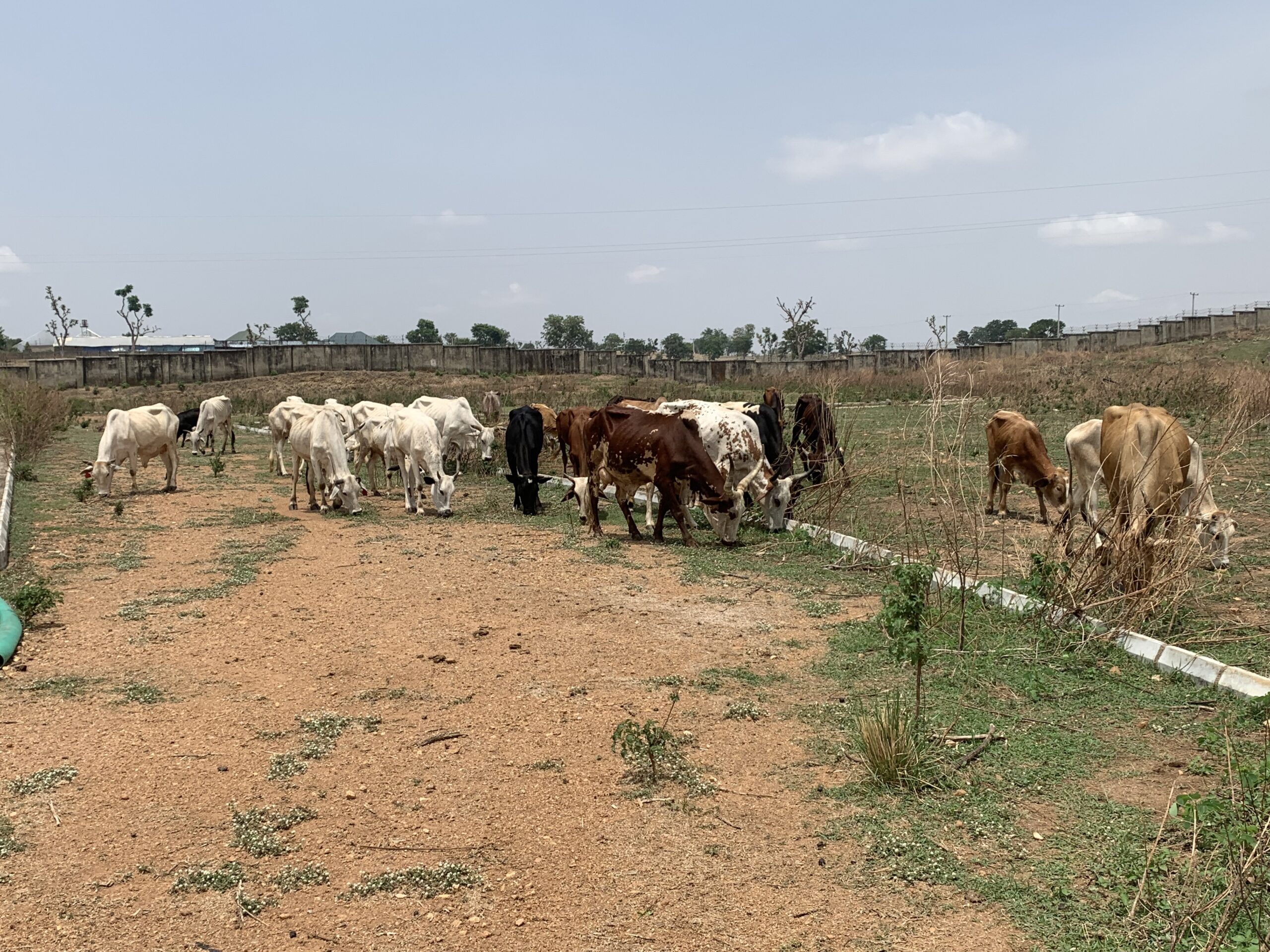 One killed, another injured in farmers-herders clash in Niger community