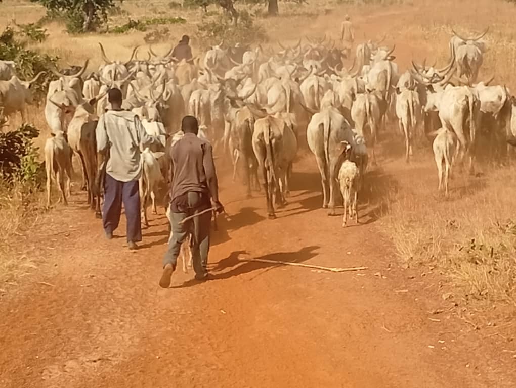 Police foil cattle rustling attempt, kill bandits in Kebbi