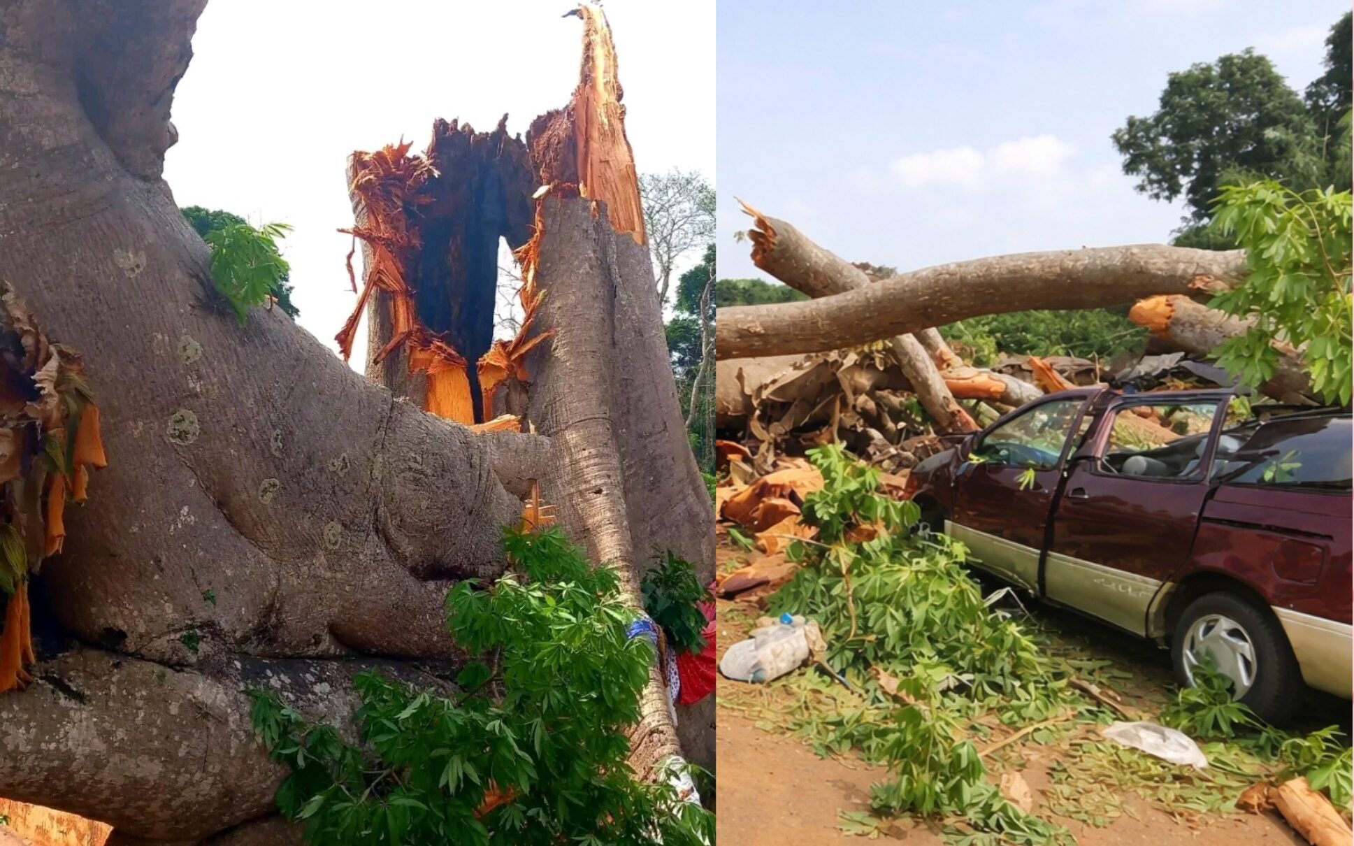 11 killed as tree falls on vehicles in Enugu