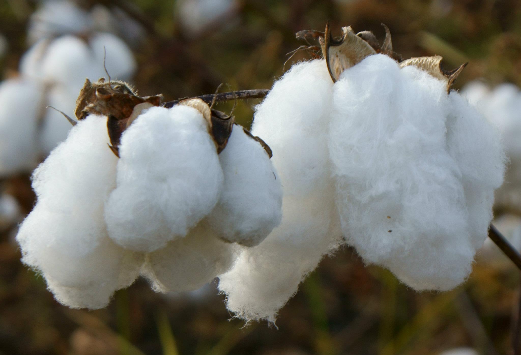 JUST IN: NBMA orders suspension of new GM cotton varieties in Nigeria