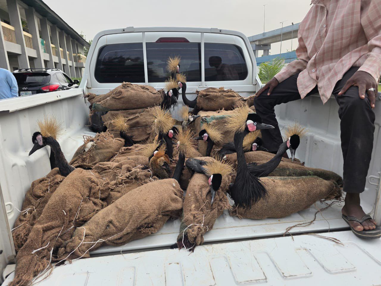 Customs intercepts endangered wildlife, smuggled goods in Maiduguri