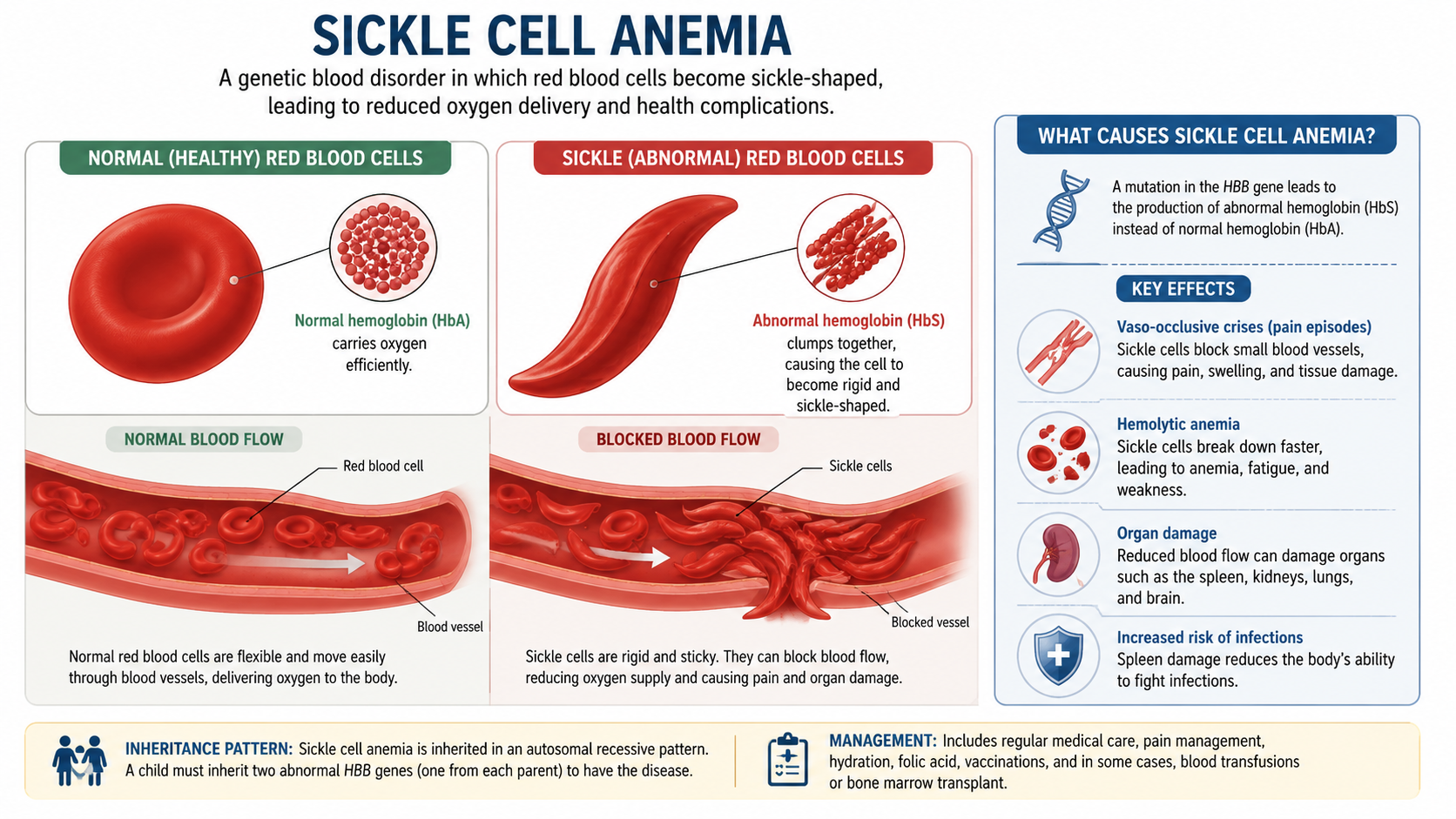 PT Health Watch: Hidden genotype risks beyond AA, AS drive Nigeria’s sickle cell burden- Expert