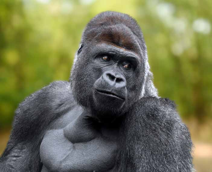 World Biodiversity Day: NCF urges Tinubu to sign endangered species bill