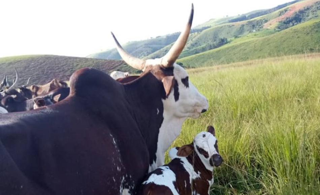 Nigeria earmarks 5 million hectares for livestock development, seeks private investors