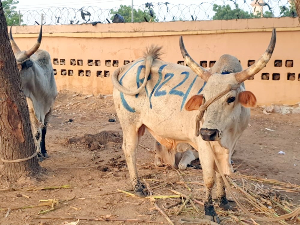 Police arraign 20-year-old for unlawful possession of two cows in Ekiti