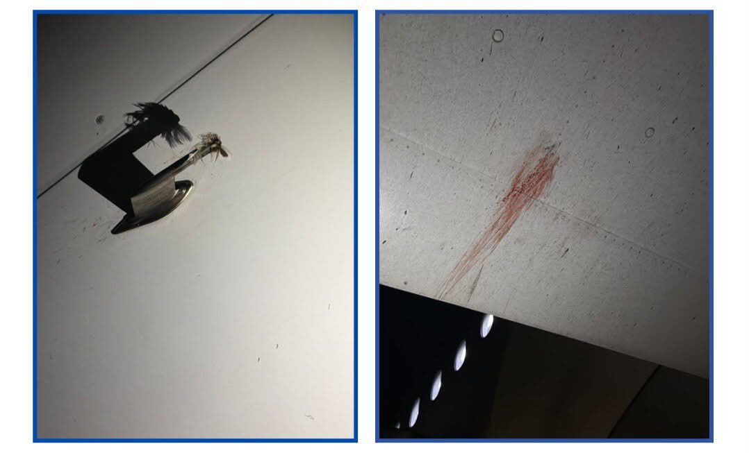 Air Peace aircraft grounded after bird strike at Kano airport