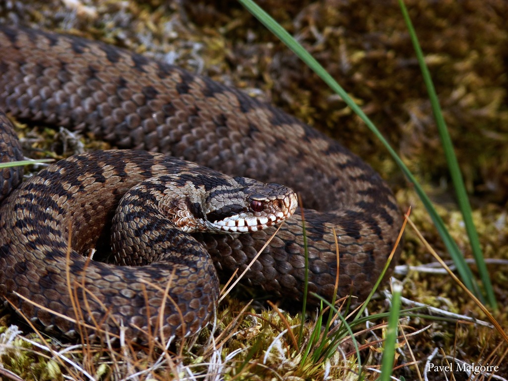 ABU researchers list snakebite prevention and treatment tips