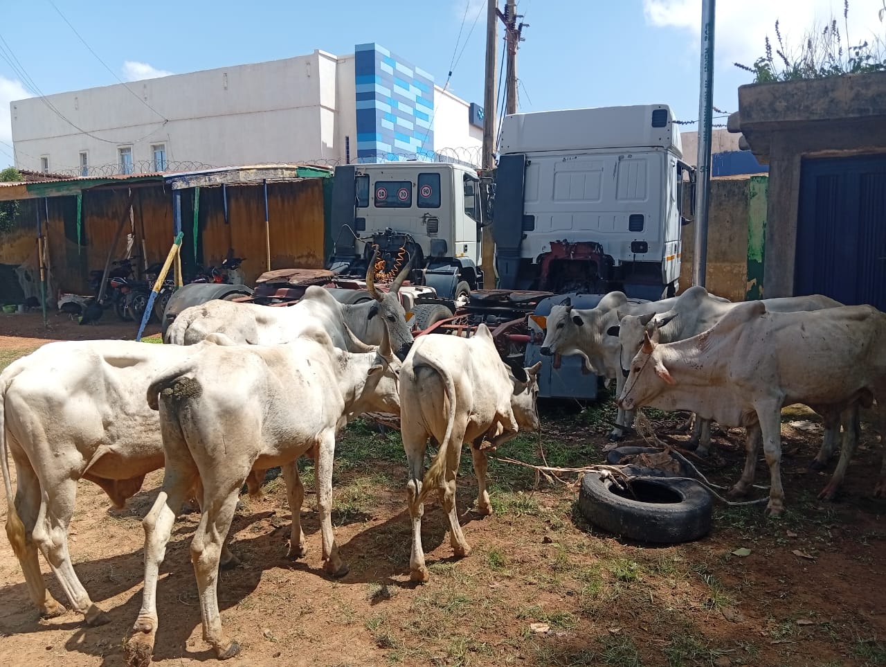 Police rescue abducted woman, recover 15 rustled cattle in Katsina