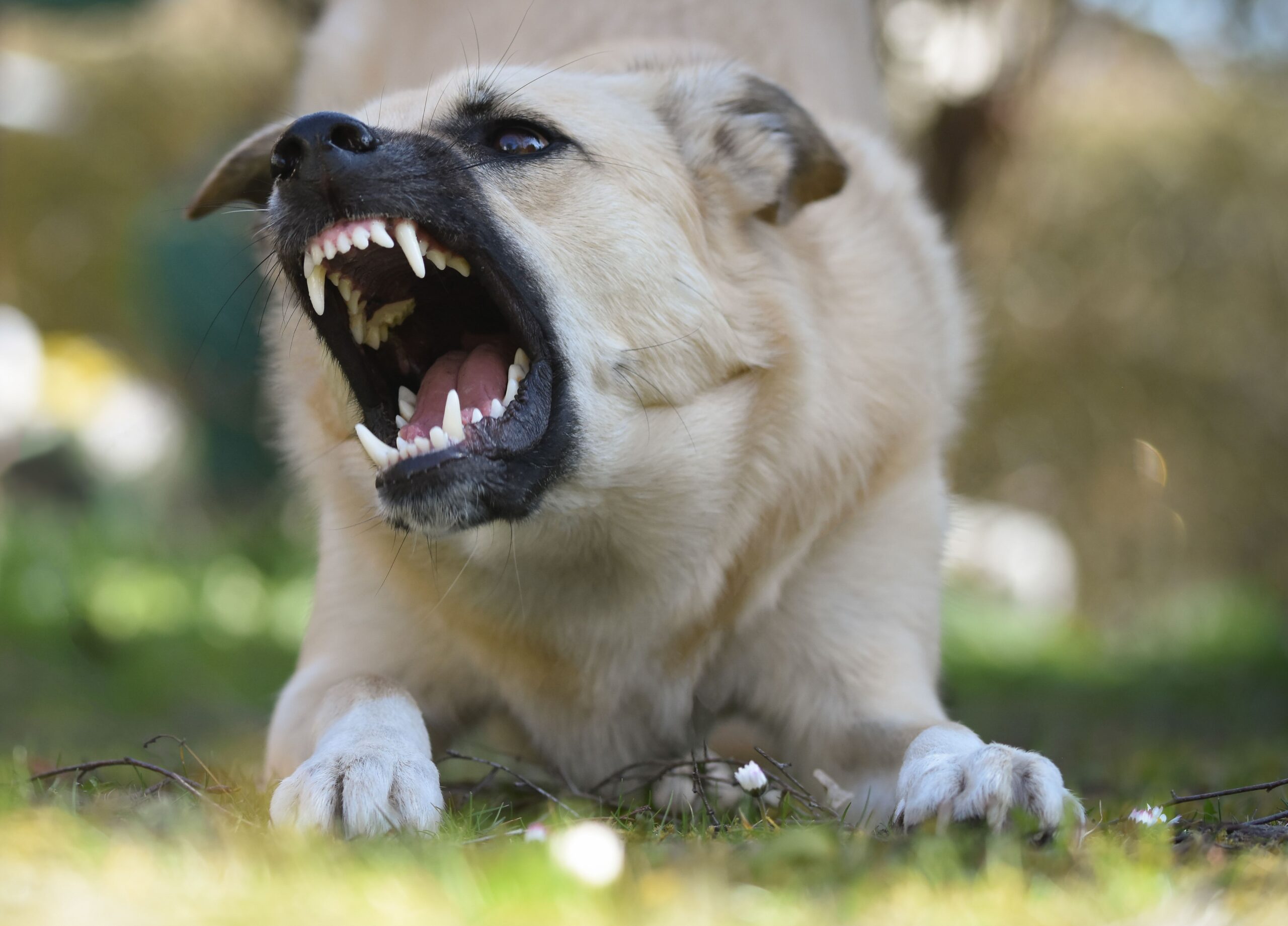 Dogs attack telecom technician during installation work